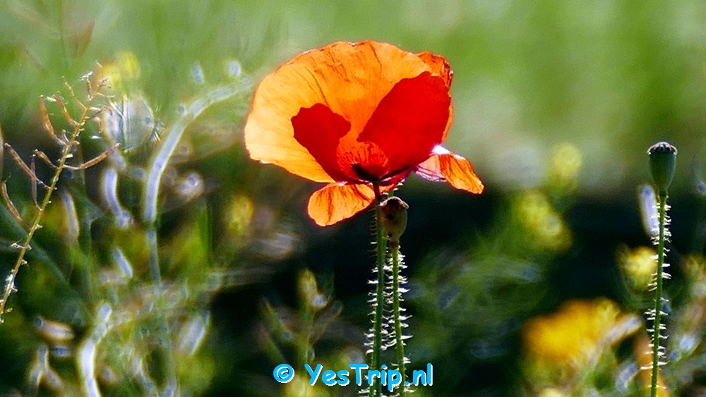 xxx Antequera, Spain, my wildcampspot xxx